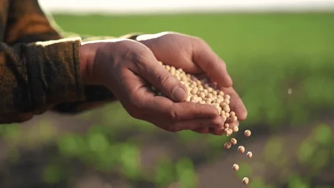 Annual Ryegrass seeds