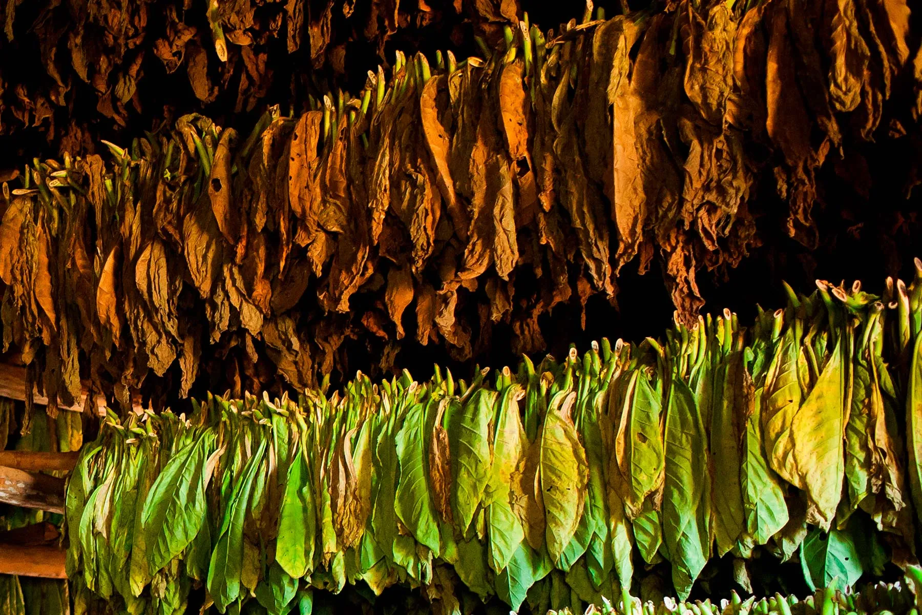 High Quality Nail Products