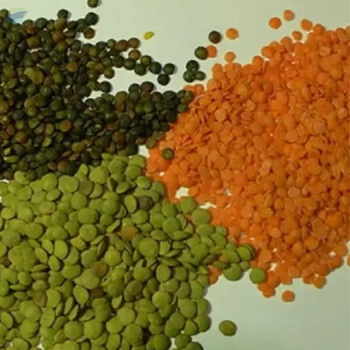Red Lentils and Green Lentils Top Quality