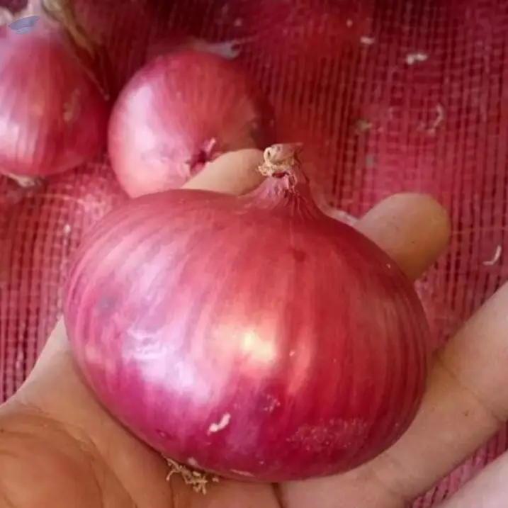 Fresh Onions Exporters Cheap Price 5-6/7-8cm