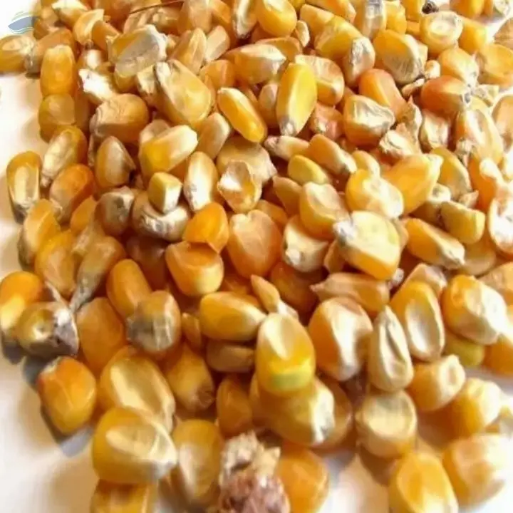 Dried Grade 2 Yellow Maize/Corn Non-GMO